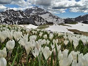 Primavera al Monte Campo, neve al Laghetto di Pietra Quadra -20magg21 - FOTOGALLERY